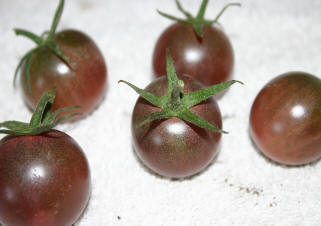 chocolate cherry tomato