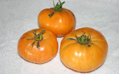 dixie golden giant tomato