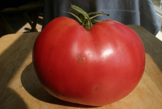 hungarian heart tomato